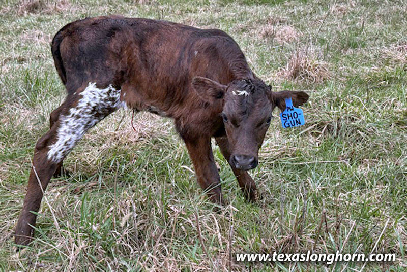 Shogun Calf 2026 - Photo Number: CP_2019_Shogun_26-20260330.jpg