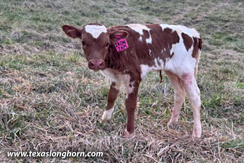 Iron Jam Calf 2026 - Photo Number: CP_2030_Iron_Jam_26-20260331.jpg