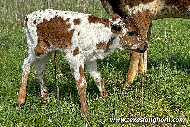 Darby 376 Calf 2026 - Photo Number: CP_2364_Darby_26-20260415.jpg