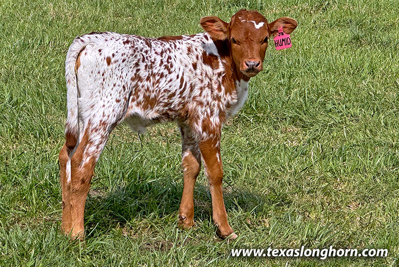 Humid Calf 2026 - Photo Number: CP_2507_Humid_26-20260423.jpg