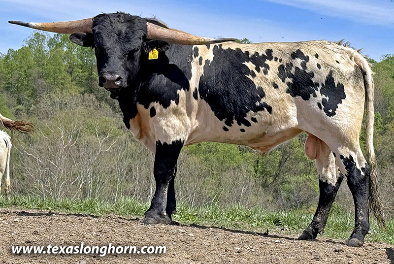 Texas Longhorn Cows & Bulls for Sale in Ohio | Dickinson Cattle Co