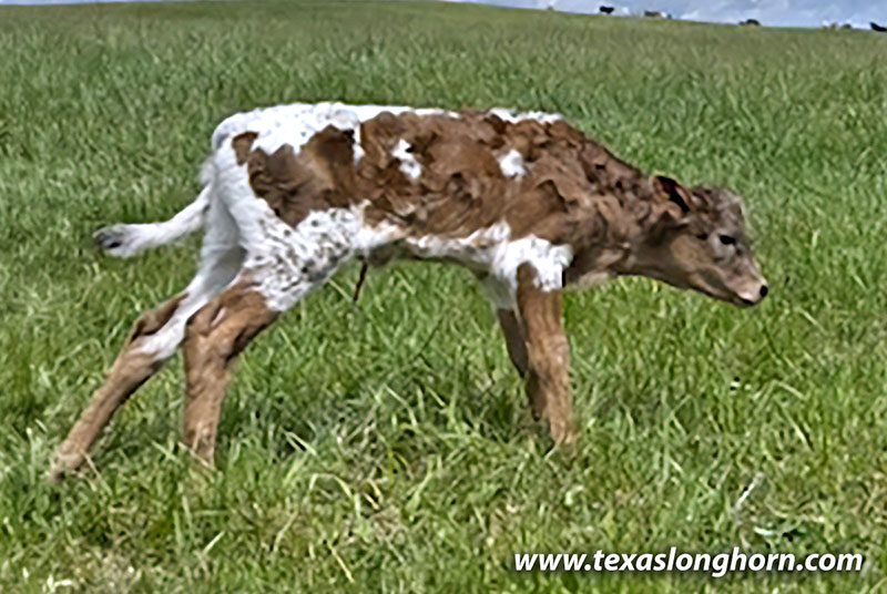 Mudflap Calf 2026 - Photo Number: CP_2606_Mudflap_26-20260429.jpg