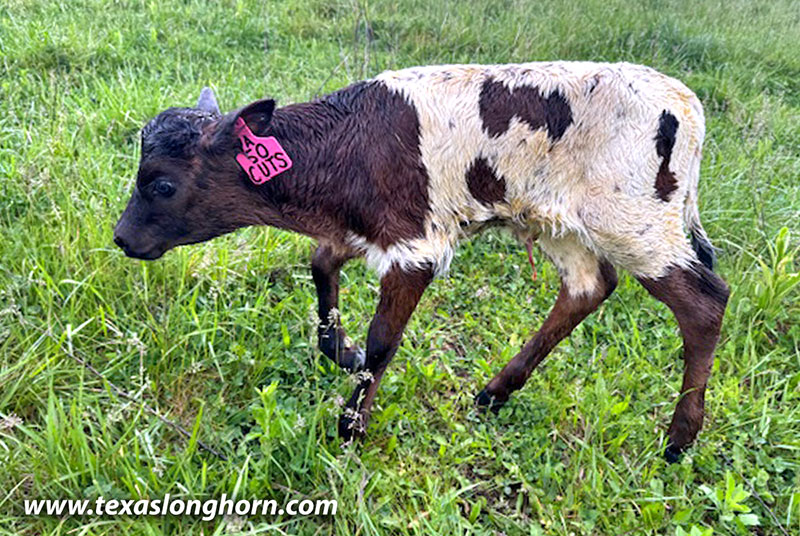 50 Cuts Calf 2026 - Photo Number: CP_2630_50_Cuts_26-20260429.jpg