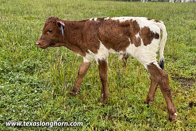 Subtle Shore Calf 2026 - Photo Number: CP_2644_Subtle_Shore_26-20260430.jpg