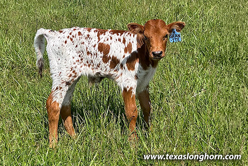 Granite Calf 2026 - Photo Number: CP_2651_Granite_26-20260430.jpg