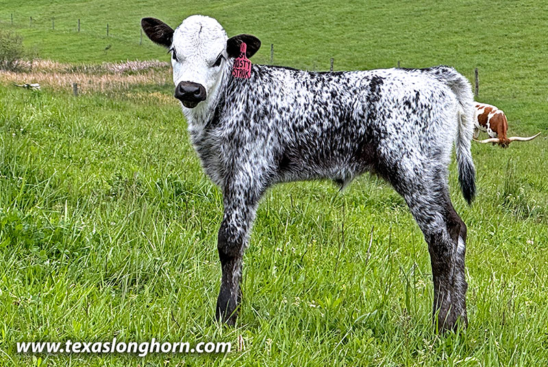 Rusty Struck Calf 2026 - Photo Number: CP_2695_Rusty_Struck_26-20260501.jpg