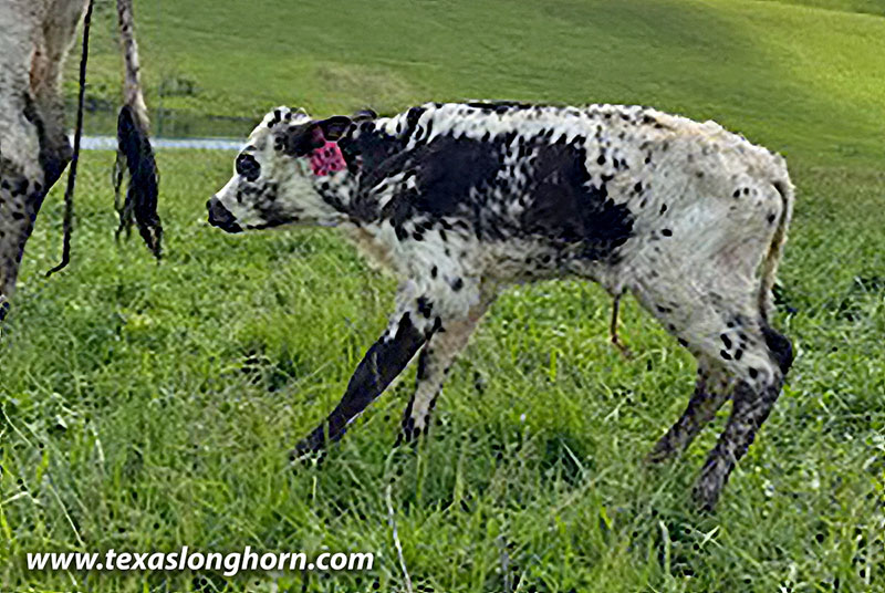 Tear Point Calf 2026 - Photo Number: CP_2714_Tear_Point_26-20260503.jpg
