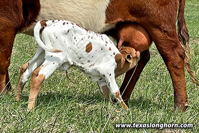 Scarlet Queen Calf 2023 - Photo Number: CP_3620_Jam_Packed_Kid_Rock_20230420.jpg