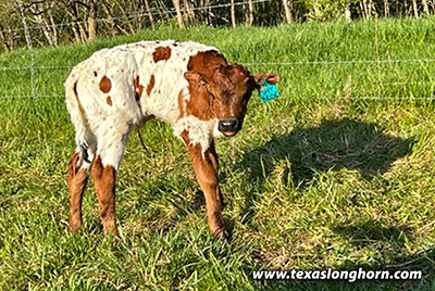 Shy Bride Calf 2023 - Photo Number: CP_3681Stand_Strong_23_20230427.jpg