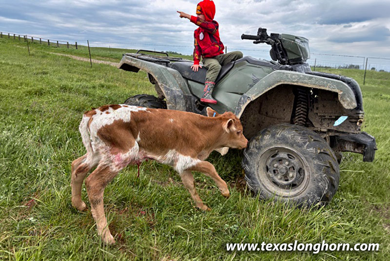 Jest Respect Calf 2026 - Photo Number: CP_4300_Jest_Respect_26-20260505.jpg