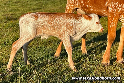 Clip Board Calf 2023 - Photo Number: CP_5470_Clip_Board_23-20231010.jpg