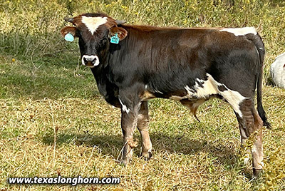 Under Time Calf 2023 - Photo Number: CP_5507_Under_Time_23_20231010.jpg