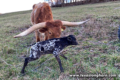 Cut'N Fine Calf 2025 - Photo Number: CP_7735_Cut_n_Fine_25_20250324.jpg