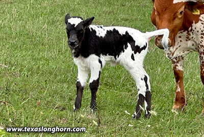 Jumping Josephine - Photo Number: CP_8682_Iron_Ahead_24-20241011.jpg