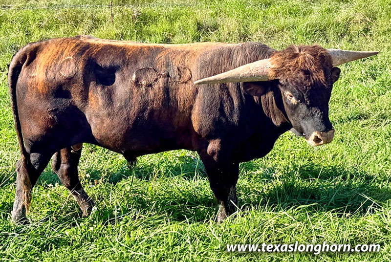 Feather Lined Calf 2025 - Photo Number: CP_Feather_Lines_25-20260930.jpg