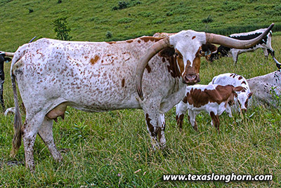 Clear Pearl - Photo Number: F_4989-Clear-Pearl.jpg