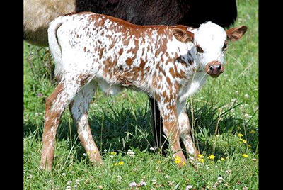 Hunts Command Respect - Embryos 8 