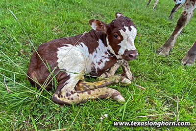 Jud-onga - Photo Number: IMG_4163-200504_Taonga_Calf.jpg