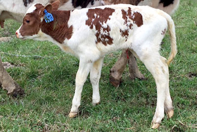 Jama calf by Clear Point
