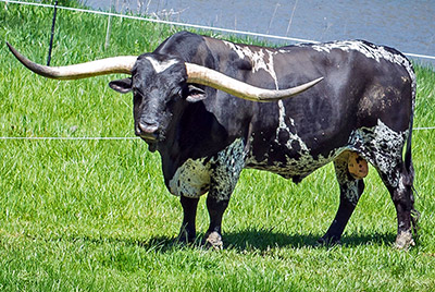 Elfego - Photo Number: LNRR-3356.jpg