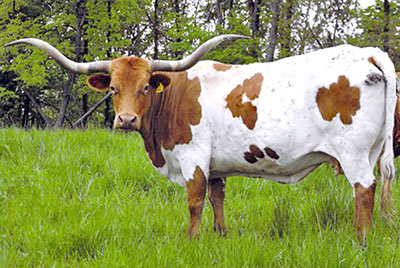Legends Jitterbug - Photo Number: Legends_Jitterbug.jpg