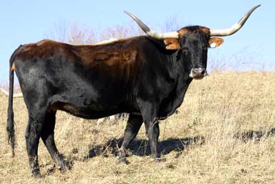 Quill Vago - Photo Number: N_74.jpg