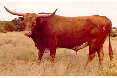 Royal Mounty 12 T-3122