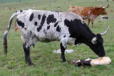 Lick Calf