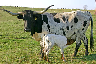 Calf Sucks