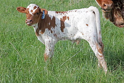 Boom Ho Calf 2014 - Photo Number: a_2122.jpg