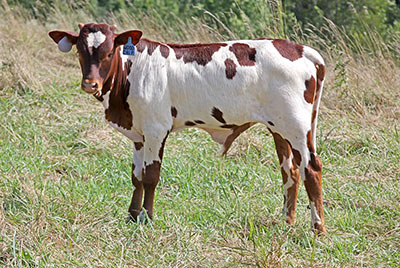 Wood Chip Calf 2014 - Photo Number: a_5612.jpg