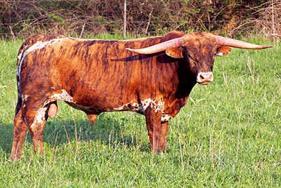 Iron Fozell - Photo Number: b_1993.jpg