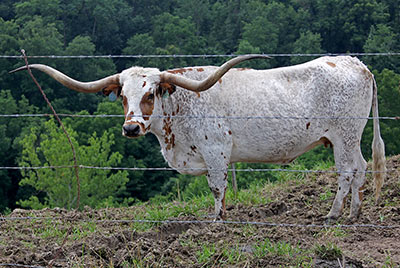 Theme Song - Photo Number: b_3128.jpg