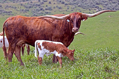 Jamaju - Photo Number: b_3169.jpg