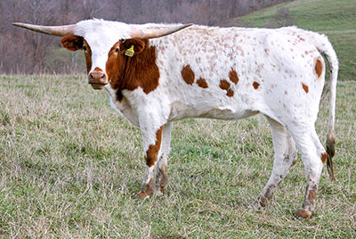 Point Dance was the widest horned DCC yearling heifer, and by Clear Point.
