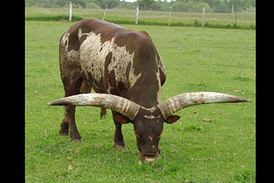 Heikens Ark Bravo - Photo Number: bravo.jpg