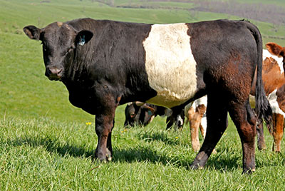 Power Stroke - Photo Number: c_0905.jpg