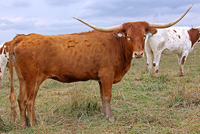 Jangliss - Photo Number: c_7153.jpg