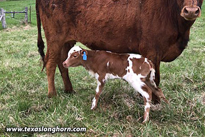 Hot Chocolate - Photo Number: coco-calf-20210424.jpg