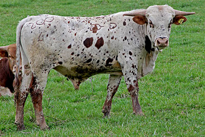 Rodeo Fine - Photo Number: d_0583.jpg