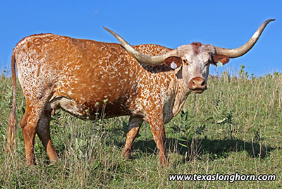 Jest Fine - Photo Number: d_5668.jpg
