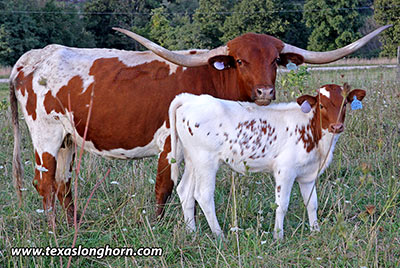 Striking Jangles - Photo Number: d_6350.jpg
