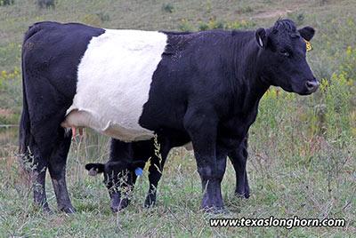Graphic Tally - Photo Number: d_6677.jpg