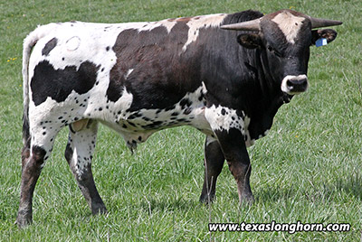 Rodeo Popper - Photo Number: e_0899.jpg