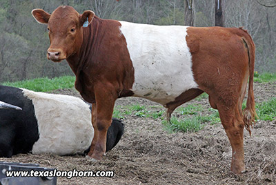 Power Zone 2017 Calf - Photo Number: e_1331.jpg