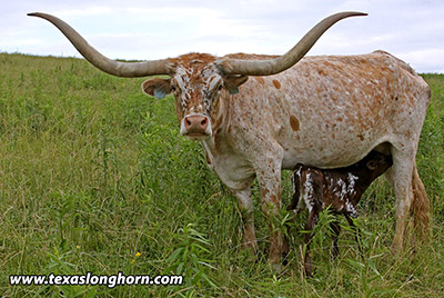 Skedaddle - Photo Number: e_3728.jpg