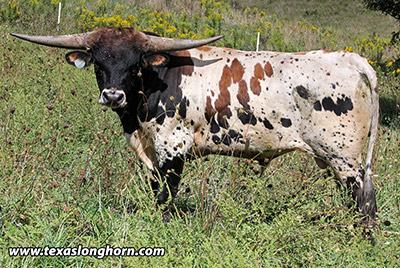 Hammer Down - Photo Number: e_7107.jpg
