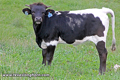 Jibber Jab - Photo Number: e_9159.jpg