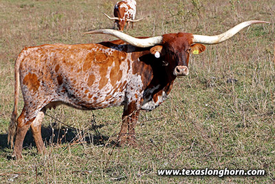 Jest Respect - Photo Number: f_11021.jpg