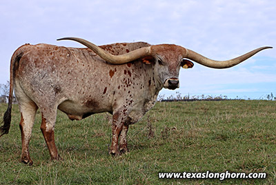 Shot of Jubal - Photo Number: f_11651.jpg